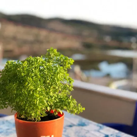 Villa Garden *